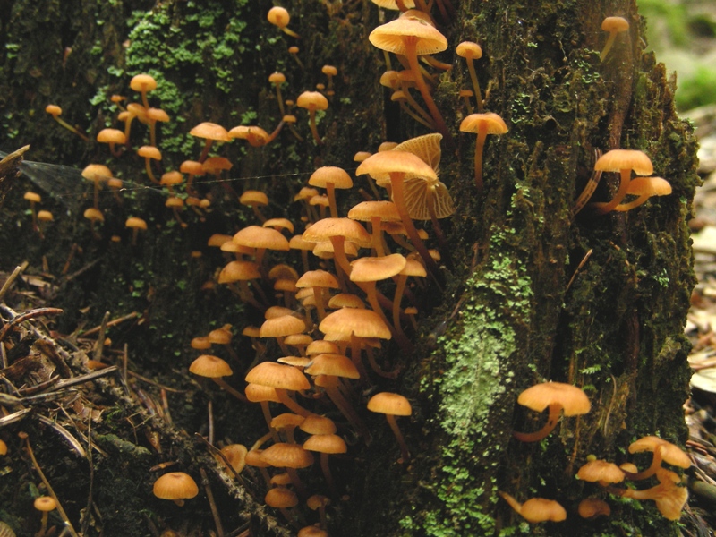 Tubaria?